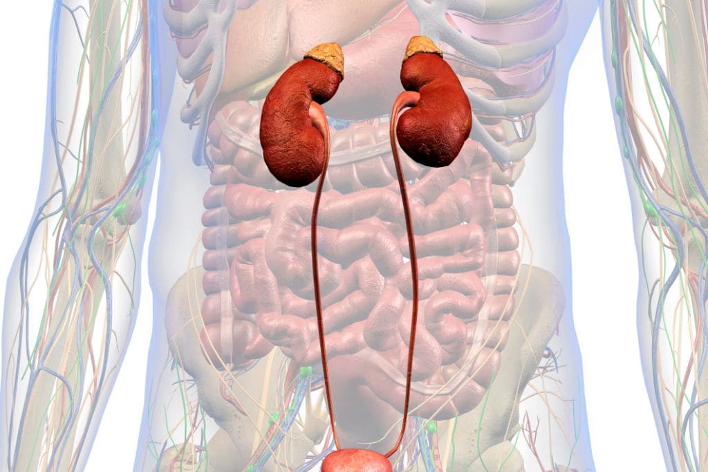 Nefrólogo en Hospital Ángeles Lindavista CDMX